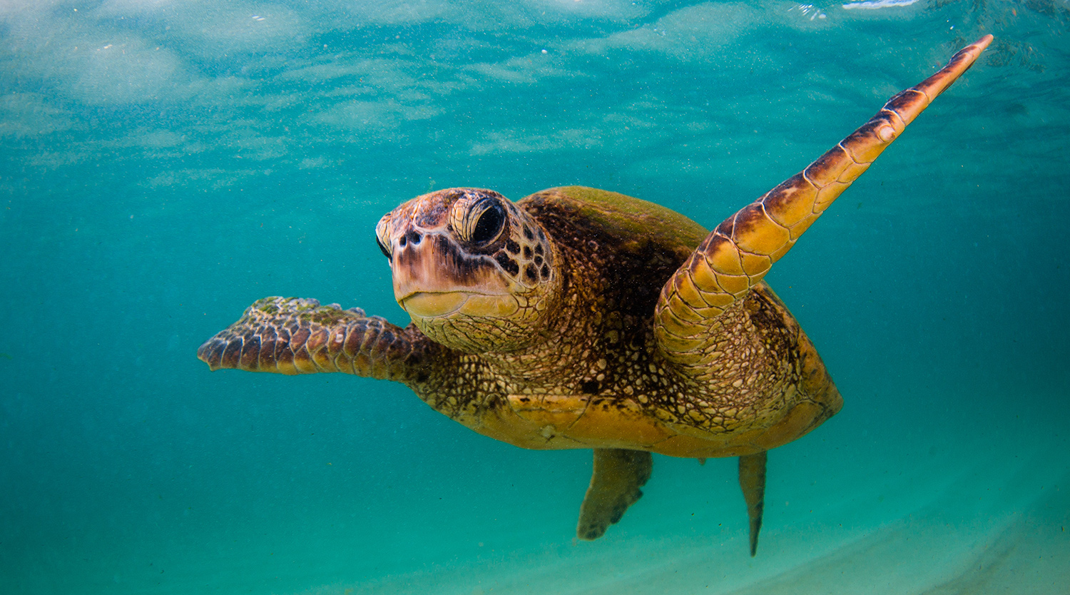 Sea Turtle Season: A Conservation Journey in Walton County