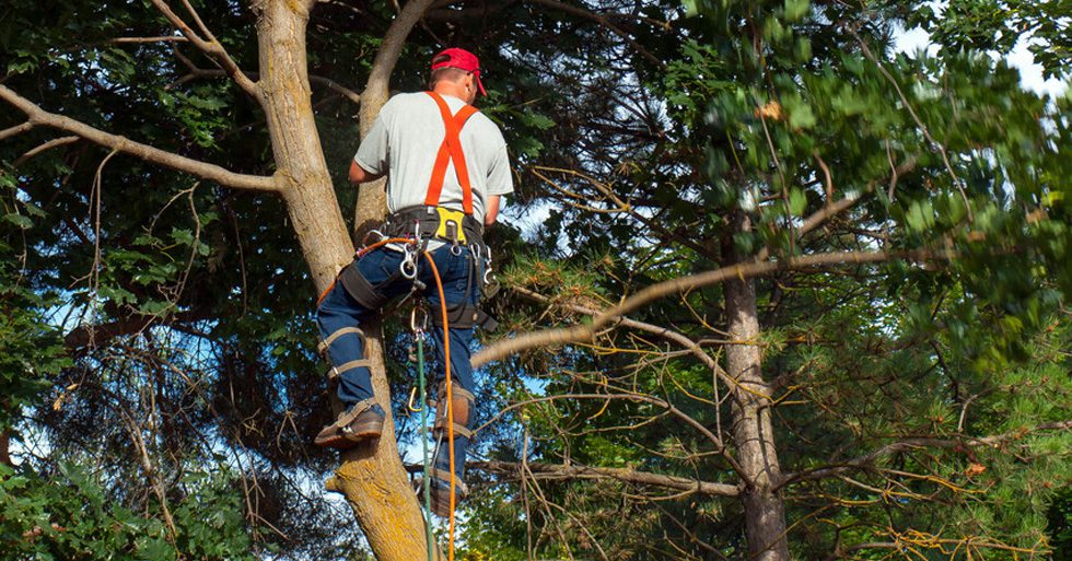 Tree Trimming and Landscaping